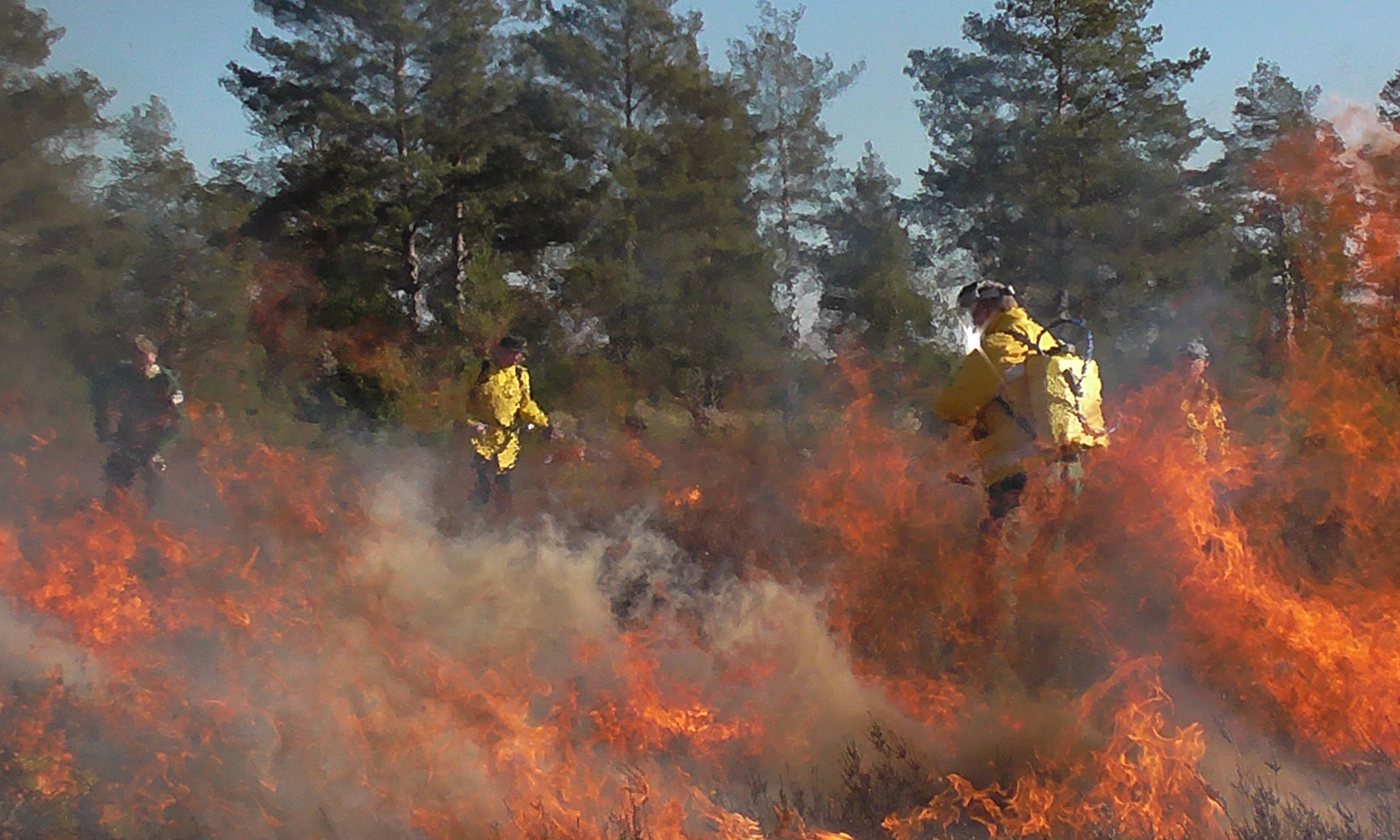 Global Wildland Fire Network